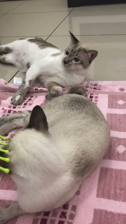 #DiAjakBangun,InginBaringSaja#KucingMalas#cat#shortvideo#catlovers