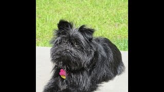 *** Affenpinscher Training FreeMini Course***