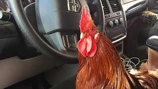 The Adventures Of Pblizzard The Rooster