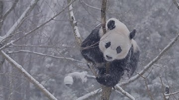 Giant pandas Mei Xiang and Bei Bei rolling in the snow