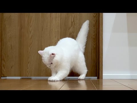 猫がアレで遊ぶようになりました^^;