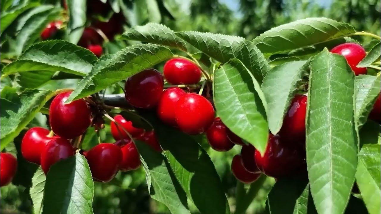 Delicious Cherries (Spanish) YouTube