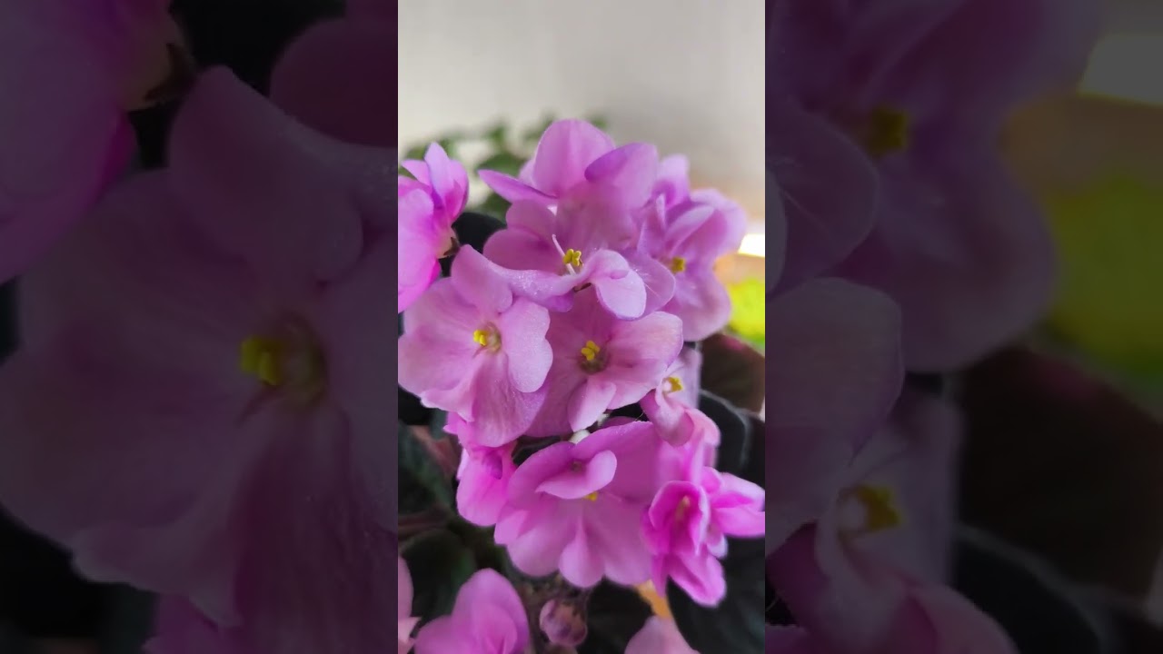 С первым днём весны ( март 2026)