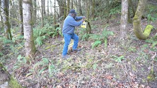Setting  Yellow Jackets traps in the Spring