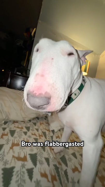 What the flip! #dogs #meme #funny