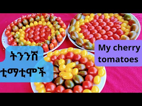 ቪዲዮ: በጣም እንቁላል የሚጥለው የዶሮ ዝርያ፡ስሙ ማን ይባላል?