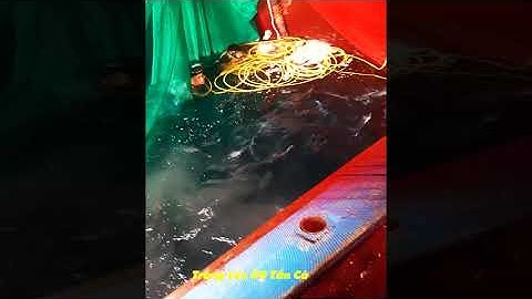 Lưới rút trúng 50 tấn cá ngừ - Dân Biển