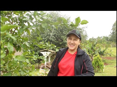 Vídeo: Podando uma falsa laranja - Como e quando devo podar a falsa laranja