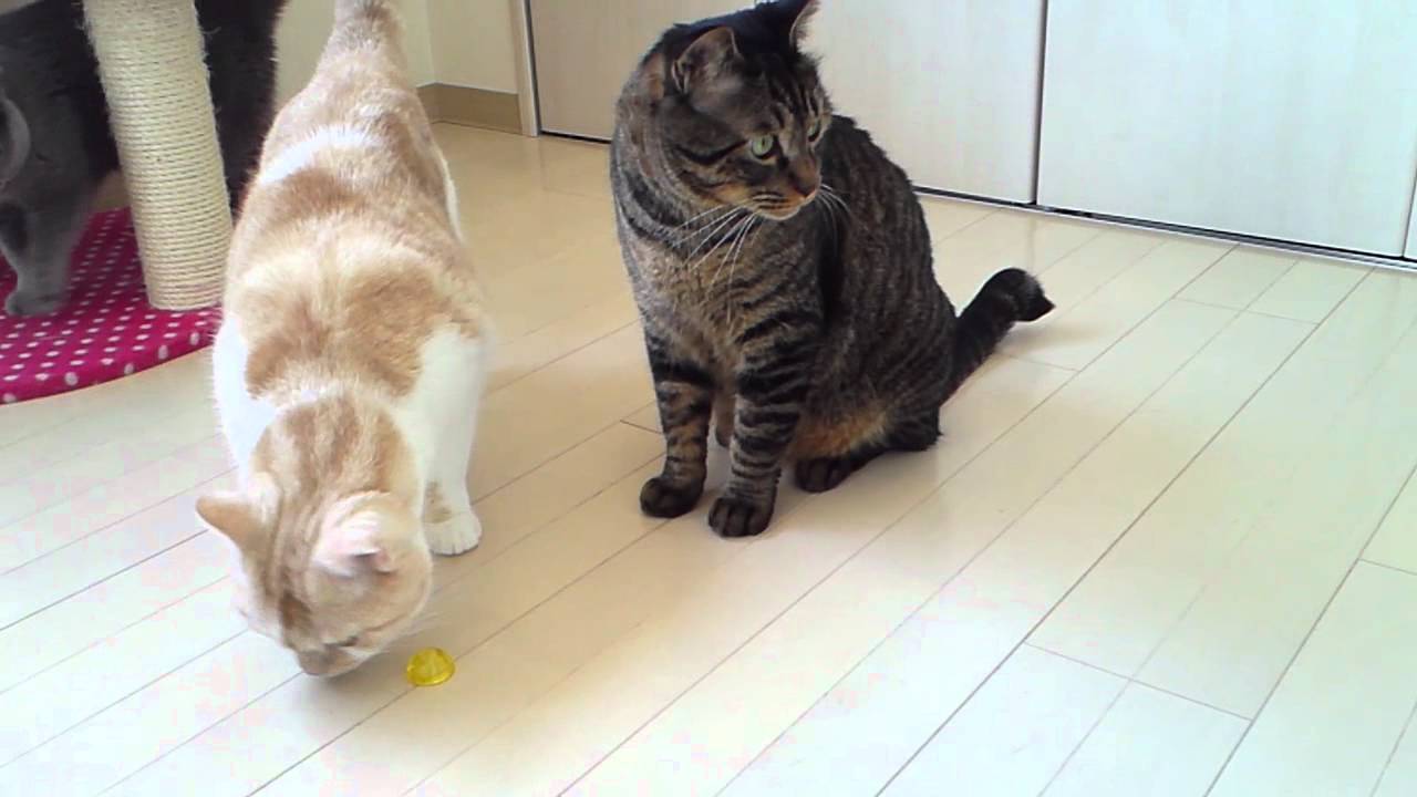 どうすりゃいいのさ Youtube