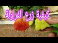 أفضل أنواع الفراولة طـريقة زراعــة الفراولة لوحة فنية تبارك الرحمن من علار جنوب جنين أفضل أنواع الفراولة طـريقة زراعــة الفراولة لوحة فنية تبارك الرحمن من علار جنوب جنين