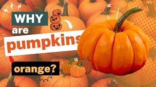 Why Are Pumpkins Orange? The Science Behind Their Color by Wanna Know Everything 292 views 8 months ago 2 minutes, 40 seconds