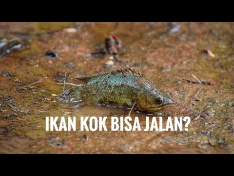 Video: Snakehead ialah ikan yang mudah bergerak di darat