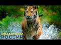 Дикая природа России / Wild Russia E03