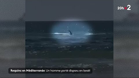 🇮🇱🦈 un pêcheur attaqué et emporté par un requin en Méditerranée - 22/04/2025