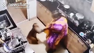 Wild Monkey Steals Her Food Newsflare