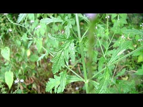 Video: Propiedades Medicinales De La Verbena