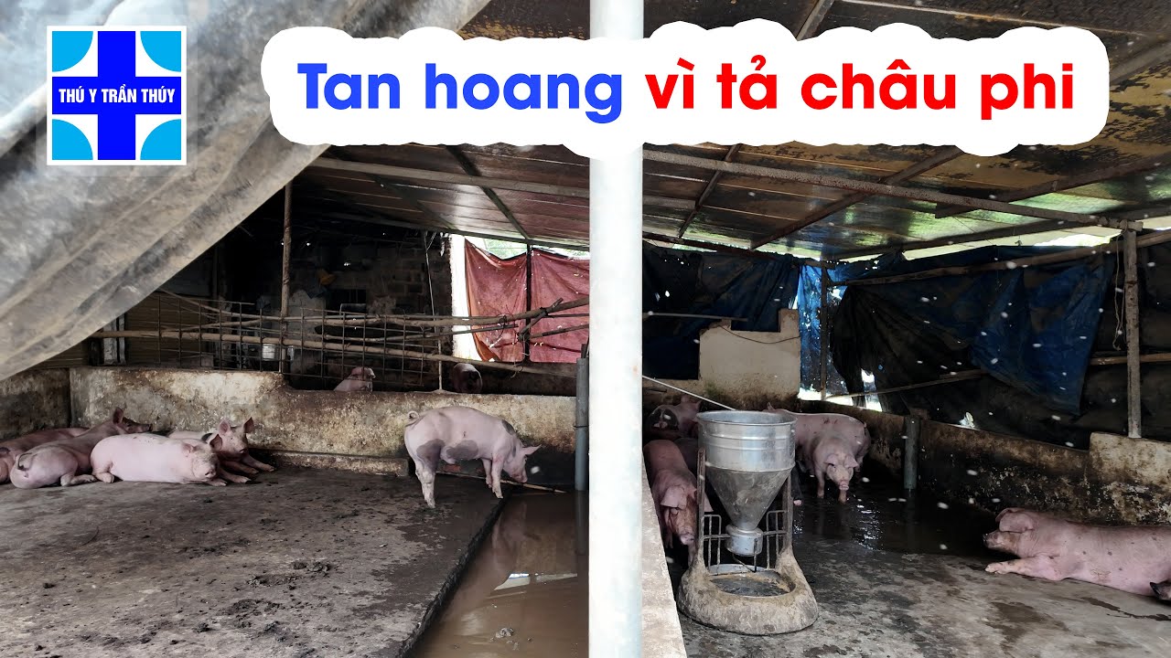 3 lần trắng tay vì dịch tả châu phi - bài học đắt giá