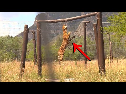 Así se cuidan JAGUARES EN CAUTIVERIO 🐆