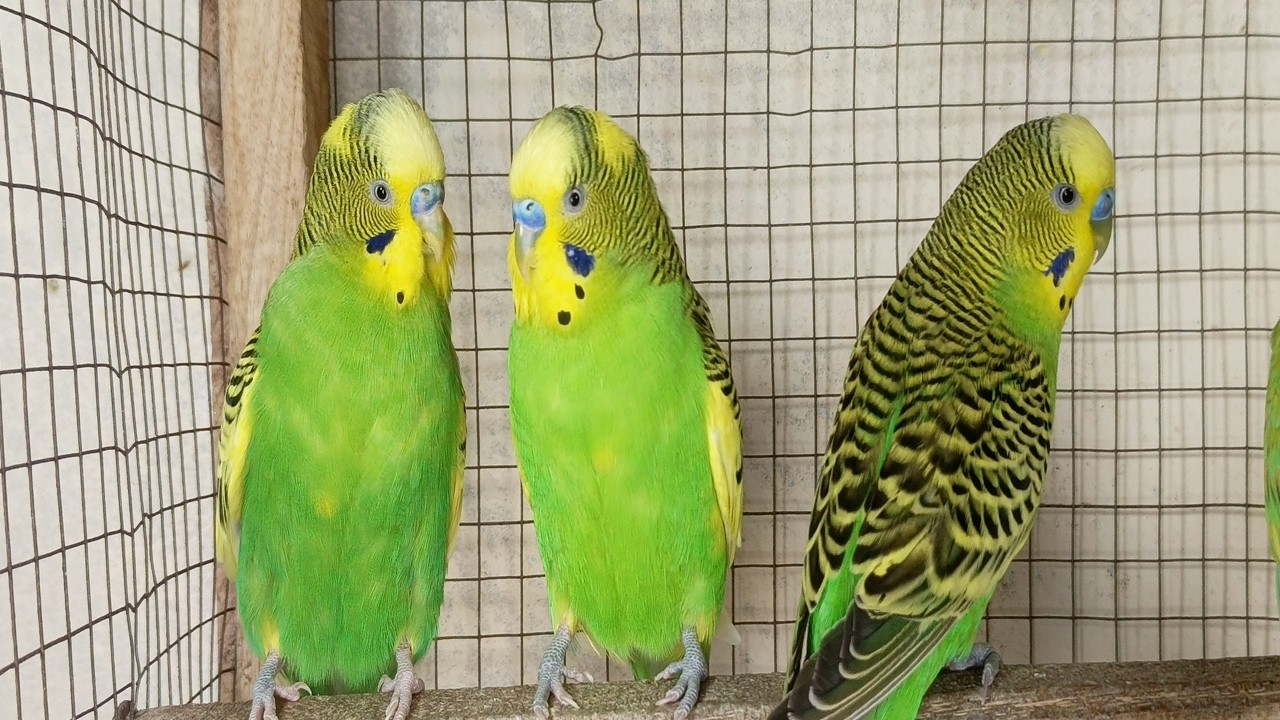 3 Hr Help Quiet Parakeets Sing by Playing This, Budgies Chirping. Help Depressed lonely sad Birds