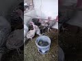 glu glu glu