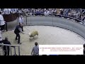 Scottish National Texel Sale, Lanark, 2019, top prices part one