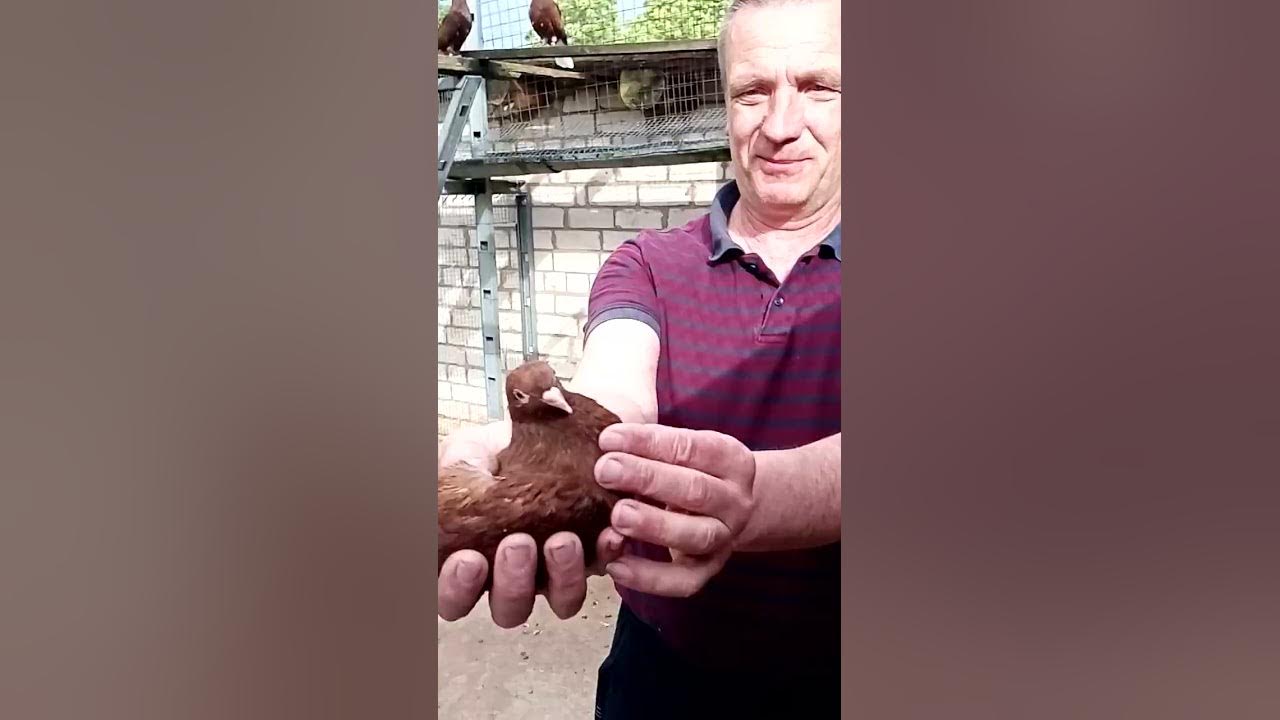 про наших голубей - YouTube