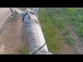 Mudamos o gado de pastagem