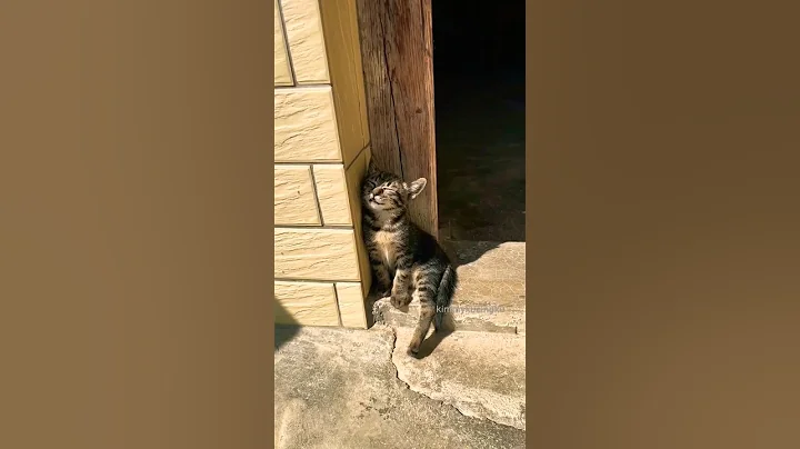 Watch the video about Sleeping cats #cat #sleep #funny