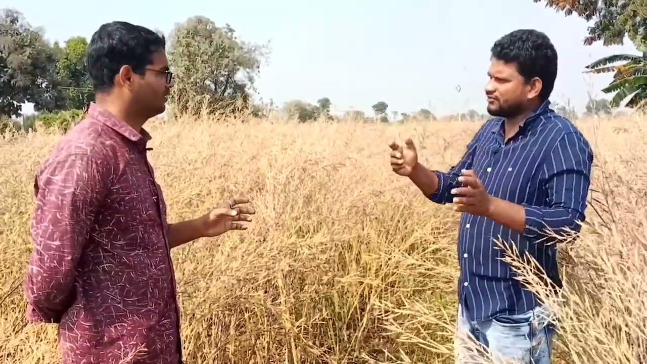 ఆవ సాగులో సస్యరక్షణ, వ్యయ లాభాలు