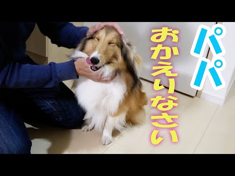 １週間ぶりにパパが帰ってきた！！！喜び甘えるシェルティちょこ