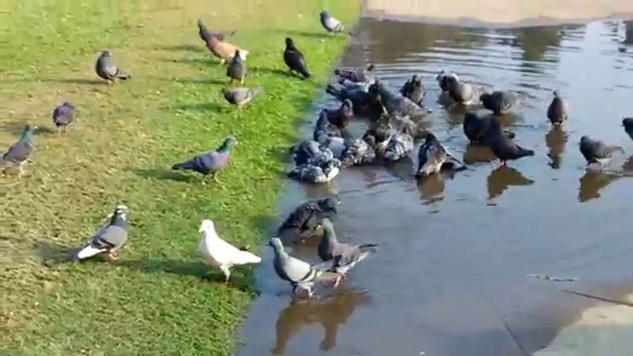 The passenger pigeon or wild pigeon migratory bird in Winter season