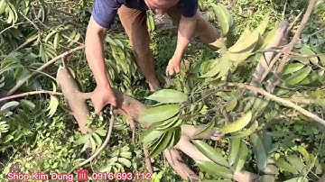 Cưa gỗ như thái chuối.Chia xẻ với các bác làm vườn, dòng cưa chính hãng nhập khẩu .