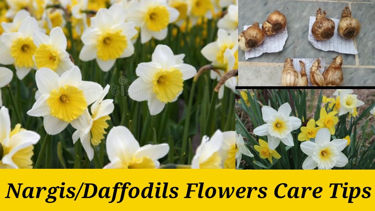 ☘️नरगिस/डैफोडिल के फूलो की पहचान कैसे/कब ग्रो करे/How To grow Nargis