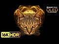BEAUTIFUL OLED TEST DEMO | 16K HDR 120 fps Dolby Vision (4K/8K TV)
