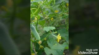 Agrico Seeds F1 Hybrid Cucumber Lucky 27