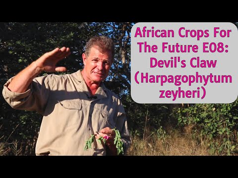 African Crops For The Future E08: Devil's Claw (Harpagophytum zeyheri)
