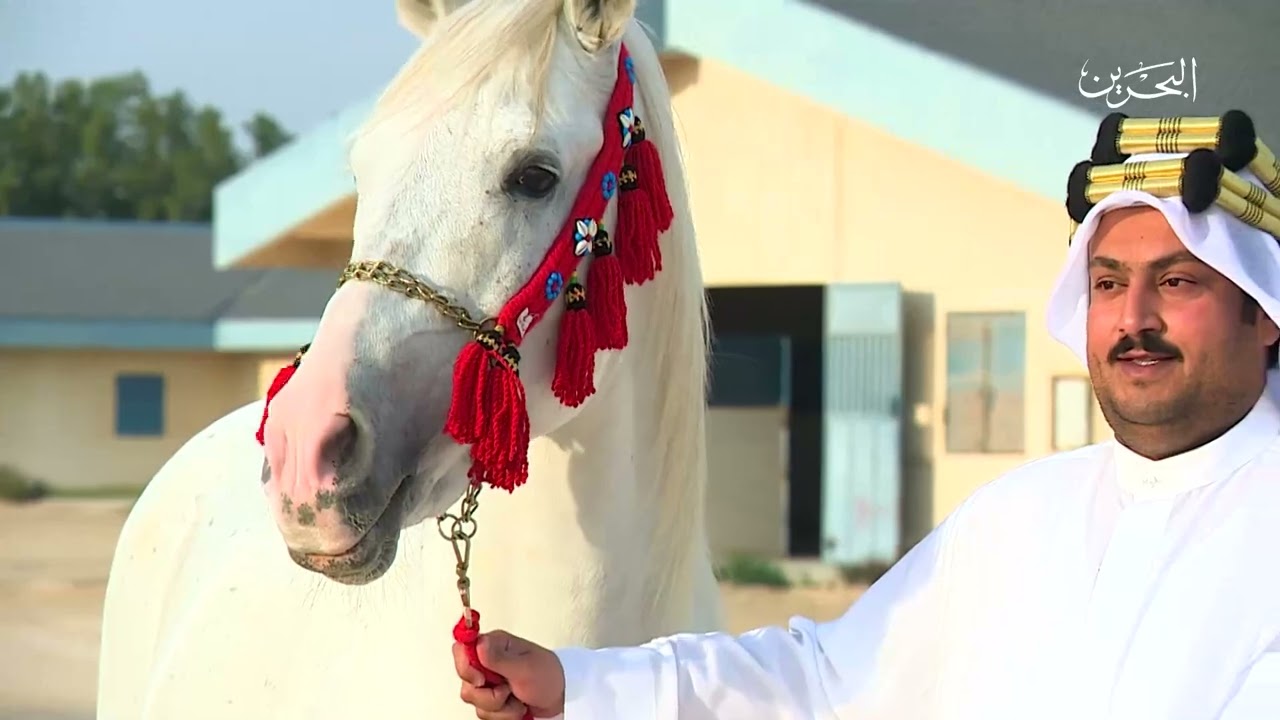 اصايل اهل البحرين | ح6