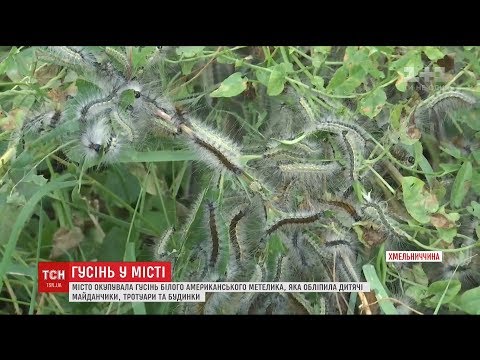 Місто Волочиськ на Хмельниччині окупувала волохата гусінь