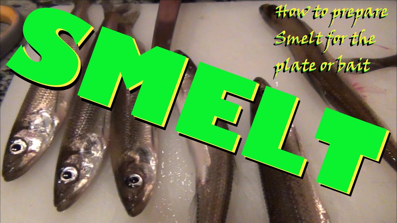 How To Prepare Smelt For The Plate Or Bait 