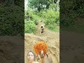 जय हनुमान🙏#hanuman #video #trending 🔥🔥