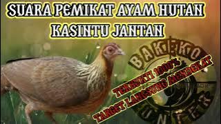 SUARA PIKAT AYAM HUTAN BETINA SANGAT COCOK BUAT PIKAT AYAM JANTAN