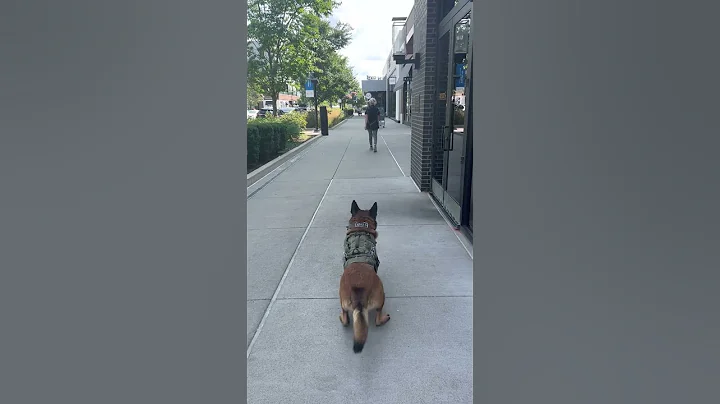 Basic Obedience Maneuvers