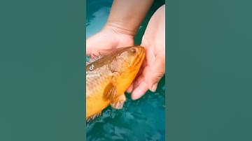 chuyện lạ Hồng Dân bắt Được cá rô vàng nặng khoảng 400g