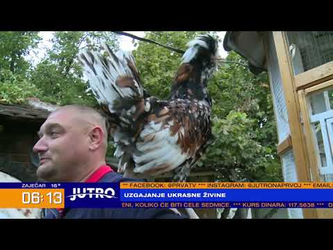 JUTRO - Budilnik mu ne treba: Kragujevčanin gaji ukrasnu živinu, u dvorištu više od 100 ptica | PRVA