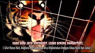 Story WA harimau