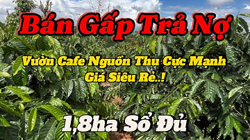 SIÊU RẺ : Cần bán gấp vườn cafe nguồn thu mạnh , Ôm 100m mặt tiền đường . Sổ đủ