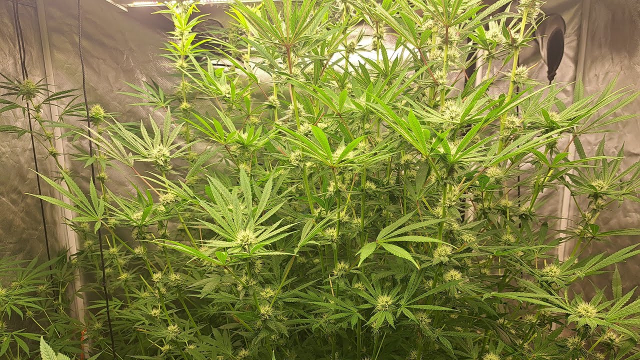 Indoor Cannabis Grow in Missouri