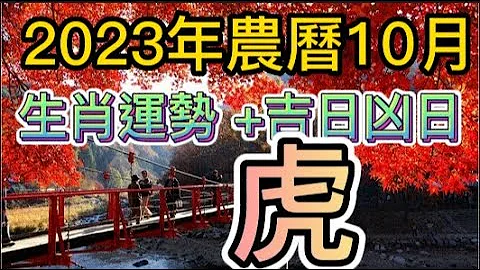 【古柏論命每月運勢 + 吉日凶日】2023年農曆十月(陽曆11/13 ~ 12/12)生肖運勢分享 -  虎 - 天天要聞