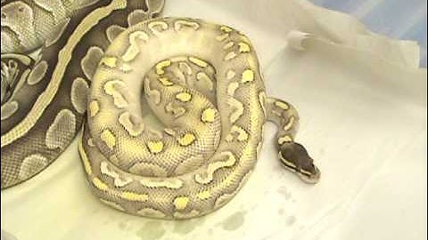 "Super Phantom Goblin" footage