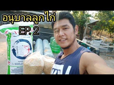 อนุบาลลูกไก่อายุ 1 วันจนถึง 3 เดือน EP.2  ลูกไก่จะกินอาหารเป็นไหม? | สังเคราะห์เนื้อหาที่ถูกต้องที่สุดเกี่ยวกับอาหาร ไก่ เล็ก